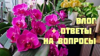 Немного рутины + ответы на вопросы зрителей