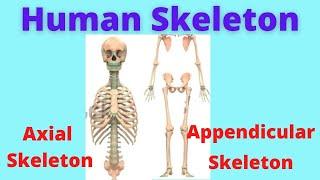 Axial Skeleton  Appendicular skeleton  Anatomy of skeleton  Human Anatomy and Physiology 