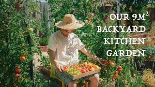 Our 9 sqm backyard kitchen garden 6-month vegetable garden journey