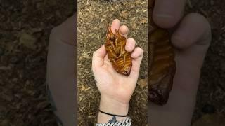 Elephant beetle cocoon opening