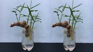 Hydroponic ginger planting - How to grow ginger in water