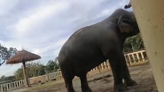 Kaavan decided to have a bit of a dust bath before the eventual greeting