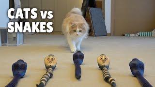 Cats vs Snakes  Kittisaurus