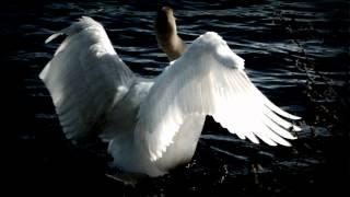 Tchaikovsky - Swan Lake Swan Theme