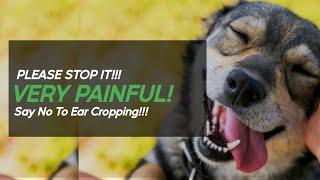 What is Ear Cropping?