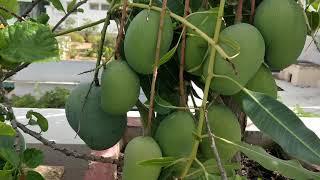 Alphonso mangoes grown on terrace in a pot