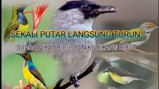 MP3 PIKAT JUARA SEKALI PUTAR LANGSUNG TURUN 