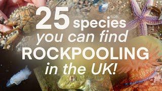 25 SEA CREATURES YOU CAN FIND ROCKPOOLING IN THE UK Underwater Video Showreel 2019