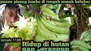 kegiatan dalam waspada panen pisang tanduk di semak belukar warta petani muda hidup di hutan