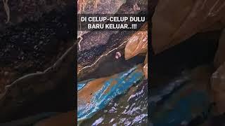 TRIK CARA MANCING KOTES  CHANNA LIMBATA KELUAR