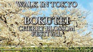 【 墨堤さくらまつり  隅田川   満開  Full bloom BOKUTEI  Sumida river  CHERRY BLOSSOM FESTIVAL 】202447  4K