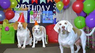 Dog Gets Biggest Birthday Surprise Party Ever Cute Dogs Penny & Potpie Throw Party for Maymo