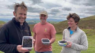 Picking Bilberries and their health benefits on a fun family Sunday.