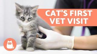 A Cats First Visit to the Vet - Deworming and Vaccination Schedules