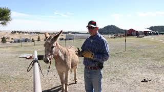 Donkey Hoof Care