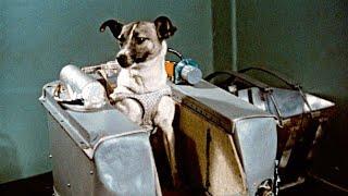 The Sad Story of Laika the Space Dog