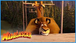 DreamWorks Madagascar  Alex The Trapeze King  Madagascar 3 Europes Most Wanted  Kids Movies
