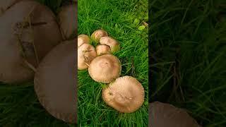mushrooms from the graveyard for breakfast