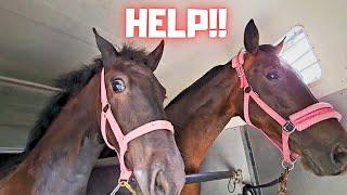 Help where are we going???  Finally back in the pasture  Thats a lot of bees  Friesian Horses