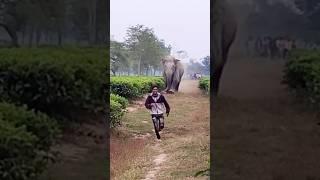 Human Elephant conflict ।#shorts #short #shortvideo #shortsvideo