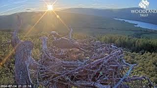 Louis and Dorcha spend time on Loch Arkaig Osprey Nest Two together as the sun sets 14 Jul 2024