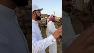 Arab Old Men challenge kiss the camel to win 1000 riyals #bakramandi #saudarabia #eidspecial