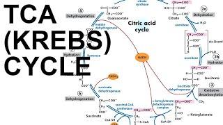 TCACitric Acid Krebs Cycle