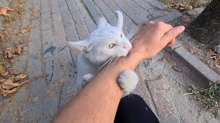 I let the Angry White Cat bite my hand. Wild White Cat