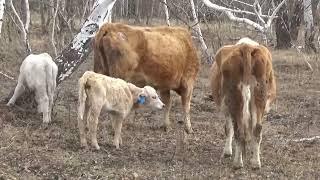 Лёгочная болезнь у телочки мы в стаде.