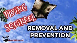 FLYING SQUIRREL  REMOVAL AND PREVENTION  ADVANCED WILDLIFE CONTROL