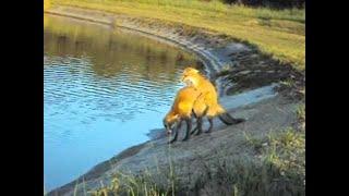 Fox and female having sex with each other