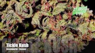 The Strongest Strains on Earth 2014