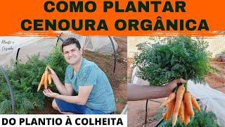 COMO PLANTAR CENOURA ORGÂNICA NA HORTA DE CASA DA FORMA CERTA. COMPLETO DO PLANTIO A COLHEITA Ep76