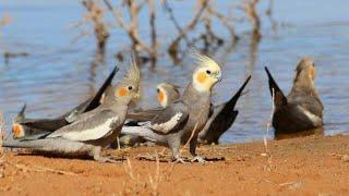 Wild COCKATIELS in Australia  Cockatiels are the BEST  Cockatiel Funny Videos  Nature