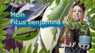 Ficus benjamina  Die Birkenfeige  Pflanzenpflege 1x1