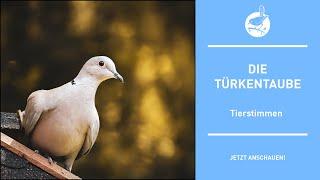 Vogelstimmen Die Türkentaube - Turkey pigeon - Streptopelia decaocto 4k