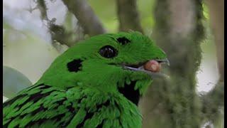 The Borneo Endemic  Whiteheads Broadbill Calyptomena whiteheadi