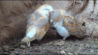 Barn Owl Breeding Finn has a Lot to Learn About Owl Romance  Gylfie & Finn  Robert E Fuller