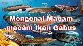 Mengenal Macam Macam Ikan Gabus