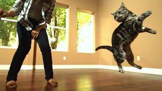 Awesome Cats In Slow Motion 1500fps