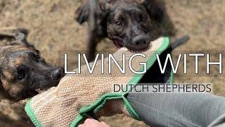 Living with Dutch Shepherds Belgian Malinois