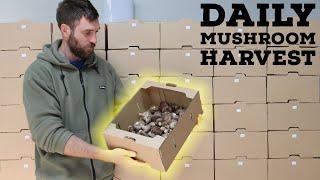 Daily Mushroom Harvest From a Small Scale Mushroom Farm