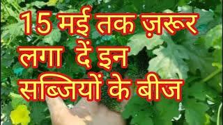 15 मई तक जरूर लगा दें इन सब्जियों के बीज।summer growing vegetables.