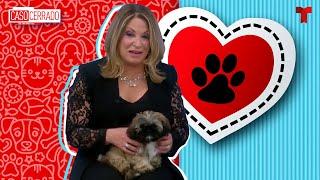 Caso Cerrado Special Pets love  Telemundo English