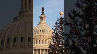 A Christmas Tree for the Capitol