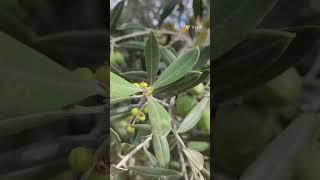 زيتون شبيه بعناقيد عنب.Olives similar to bunches of grapes