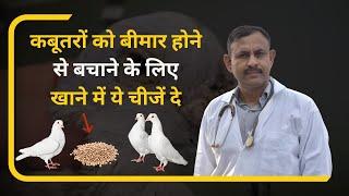 कबूतरों को बीमार होने से बचाने के लिए खाने में ये चीजें दे  Pigeon Food  Dr Nagender Yadav