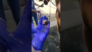 This Horse had his first sheath cleaning in 11 years look at his owners face
