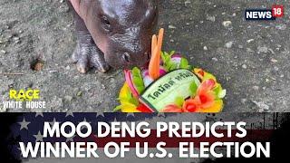 Kamala Vs Trump  Moo Deng The Viral Hippo From Thailand Predicts Winner Of US Polls 2024  N18G