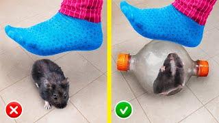 13 Truques e Artesanatos Criativos para Hamsters